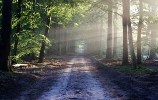 Waldweg
