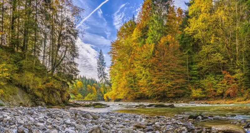 Bachlauf im Wald